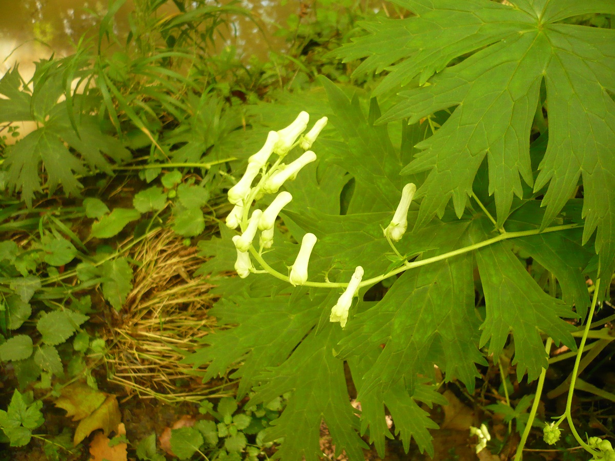 Aconitum lycoctonum subsp. vulparia (Ranunculaceae)